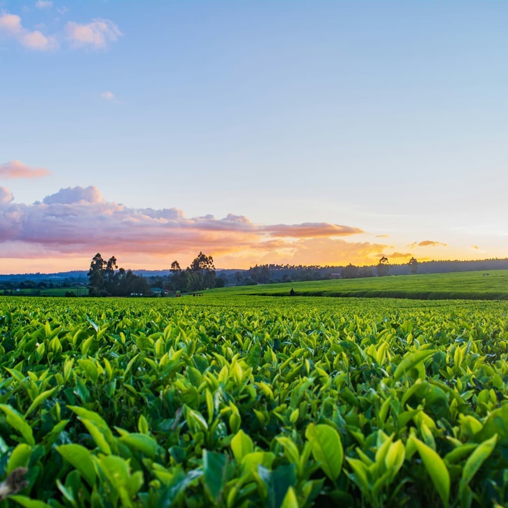 Landwirtschaftliche Aufnahme